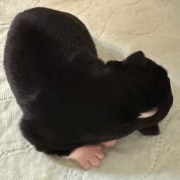 BTF 2 - Black tri female Miniature Australian Shepherd puppy in Corydon, Indiana from Arbuckle’s Lookin Good Aussies (LGA)