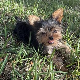 Yorkshire Terrier Puppies from Grand 7 Kennelz