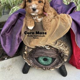 Bernedoodle, Cavapoo, Goldendoodle, and Poodle Puppies from Gypsi Doodles & Poodles