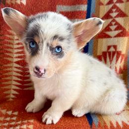 READY TOMORROW Female 4 - Blue merle and white female American Corgi puppy in Okeechobee, Florida from HotShot Kennels