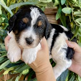 Bali - Tri-color female Bernedoodle puppy in Superior, Arizona from Mountain Bridge Doodles