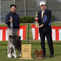 Japanese Akitainus from Fukunaga Kennels Japanese Akitainu