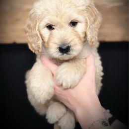 Iris- teal collar female - Cream female Goldendoodle puppy in Silsbee, Texas from Barkley Lane Doodles LLC
