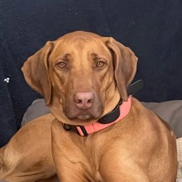Jinjer - Rhodesian Ridgeback