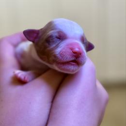Baby Girl 2 - Red merle female Australian Shepherd puppy in Odessa, Texas from Yucca Blossom Pups