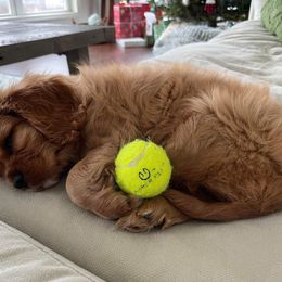 Cavalier King Charles Spaniel Puppies from Faithful Friends Cavaliers