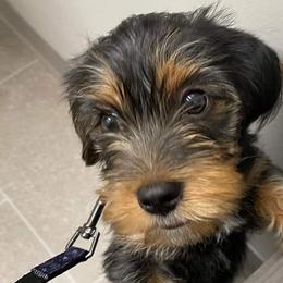Companion Crosses from Busy Beebe's Fur Babies