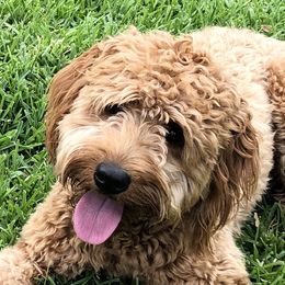 Cleo - Goldendoodle