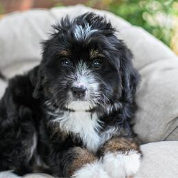 Butch - Tri-color male Bernedoodle puppy in Ogden, Utah from Stanger Farms