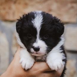 Rook - Black male Border Collie puppy in Dallas, Texas from Effervescent Border Collies