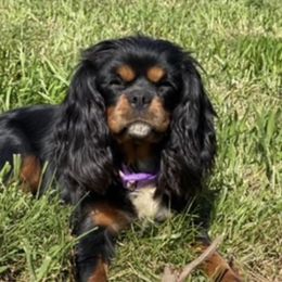 Kaya lLafever - Cavalier King Charles Spaniel