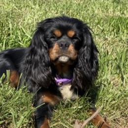 Kaya lLafever - Cavalier King Charles Spaniel