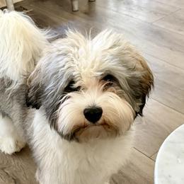 Mars - Havanese