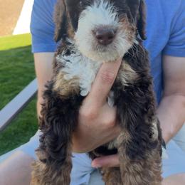 Hugh - Tri-color male Bernedoodle puppy in Saratoga Springs, Utah from Coconut Bernedoodles