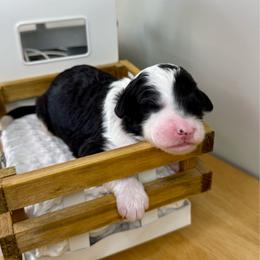 Boot Scootin' - Black and white female Sheepadoodle puppy in Adams, Nebraska from Boxcar Doodles and Poodles