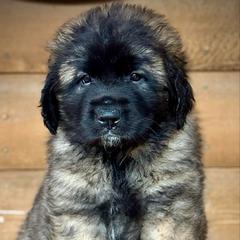 Orien - Reddish brown male Leonberger puppy in Clarksville, Tennessee from Easter Acres