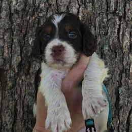 Light blue boy - Liver white and roan male English Springer Spaniel puppy in Henagar, Alabama from Windy Oak Kennels