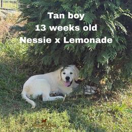 Tan boy - Light golden male Golden Retriever puppy in Knoxville, Tennessee from Autumn Lane Goldens