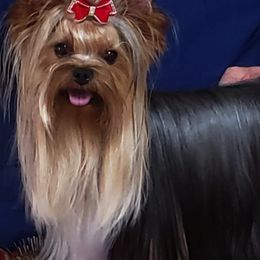 Yorkshire Terriers from Rick Buterbaugh's Yorkshire Terriers
