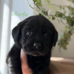 Rocky - Black male Labrador Retriever puppy in Tomahawk, Wisconsin from Mahner Labs