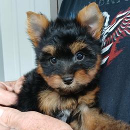 Boy 3 - Black and gold male Yorkshire Terrier puppy in Jamestown, Tennessee from Green Ridge