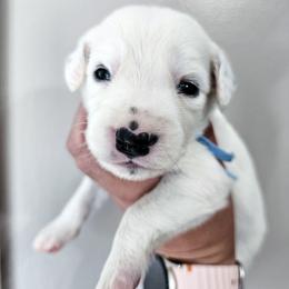 Light Blue - White and black male Dalmatian puppy in Gray, Georgia from Fuller Spots