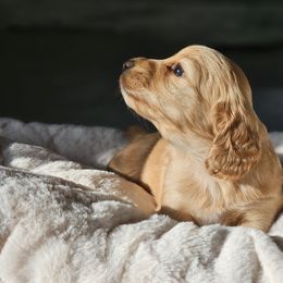 Dachshund Puppies from Loyal Lil Dachshunds