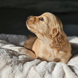 Dachshund Puppies from Loyal Lil Dachshunds