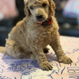 Picasso - Apricot male Poodle puppy in Brooksville, Florida from Ariella Standard Poodles & Chinese Cresteds