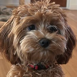 Cavapoo puppies from Sedona Ranch