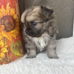 Fritz - Black and silver male Chihuahua puppy in Gay, Georgia from That’s My Puppy
