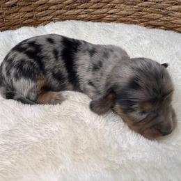 Woods - Dapple male Dachshund puppy in Wallingford, Kentucky from Hensley Homestead Dachshunds