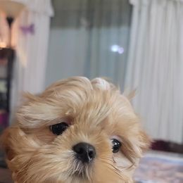 Mi-Ki and Shih Tzu Puppies from Tiny Tzu Mighty Shih Tzus & Mi-Kis