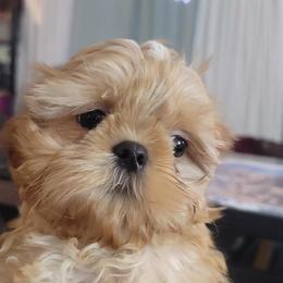 Mi-Ki and Shih Tzu Puppies from Tiny Tzu Mighty Shih Tzus & Mi-Kis