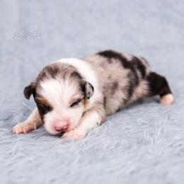 Juniper - Blue merle female Australian Shepherd puppy in Herriman, Utah from Painted Blue Aussies