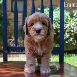 Australian Labradoodle Puppies from Pinnacle Labradoodles