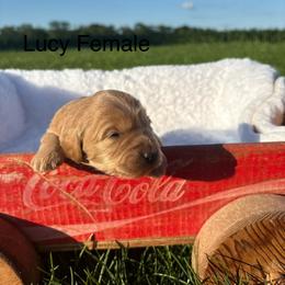 Girl 5 - Cream female Goldendoodle puppy in Wever, Iowa from JK Royal Lines