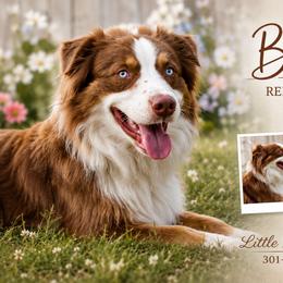 Brilee - Miniature Australian Shepherd