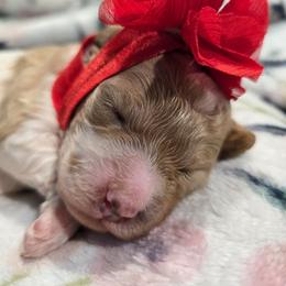 Tessa - Blenheim female Cavapoo puppy in Truckee, California from Heavenly Goldendoodles