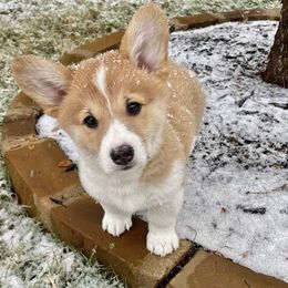 Pembroke Welsh Corgi Puppies from Campbell Ranch Corgis
