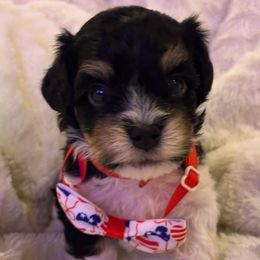 Prince Henry Charming - Black and white male Havanese puppy in North Richland Hills, Texas from A Royal Havanese Court