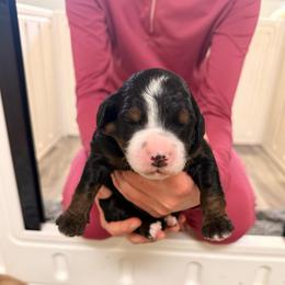 Pampas - Tri-color male Bernedoodle puppy in Irmo, South Carolina from Palmetto Bernedoodles Boutique