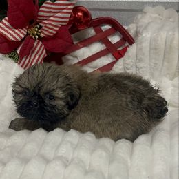 AKC Darcie - Red female Shih Tzu puppy in Elgin, South Carolina from Silver Bells Paw Prints