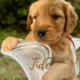 Goldendoodle Puppies from Ruby Pupper Doodles