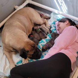Bullmastiff Puppies from Sunny Beach Bullmastiffs