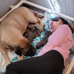 Bullmastiff Puppies from Sunny Beach Bullmastiffs