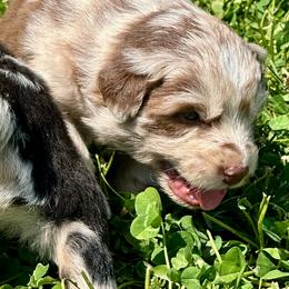 Red Merle Female 2 - 2000 - Red merle female Australian Shepherd puppy in Morristown, Tennessee from Lakeway Farms