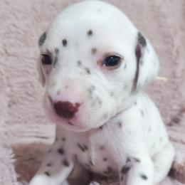 Vulpix (White collar) - White and liver brown female Dalmatian puppy in Raymondville, Missouri from Wagner's Dalmatian's
