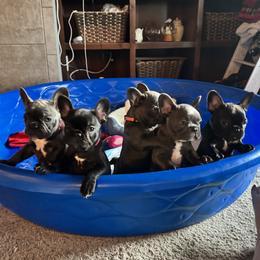 French Bulldog puppies from Couture’s Frenchies