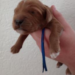 Sunflower: Sunny - Red male Cavapoo puppy in Fairfield, Illinois from Positively Doodles